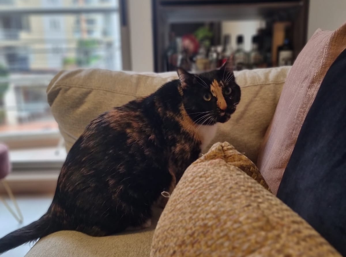 LO MEJOR PARA TU GATO
